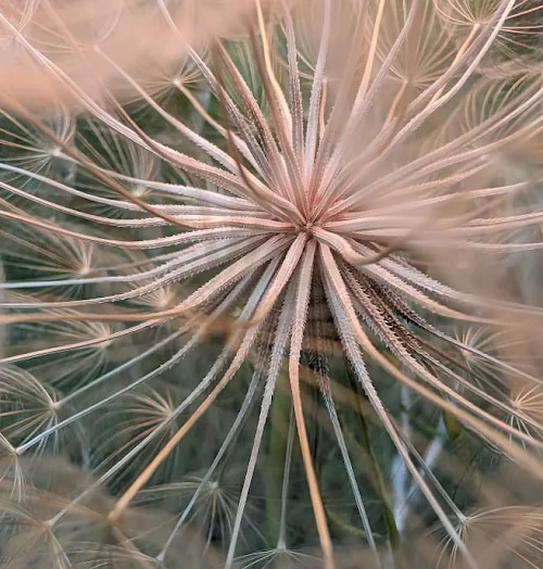 48 MP ultrawide camera for improved Macro Focus.