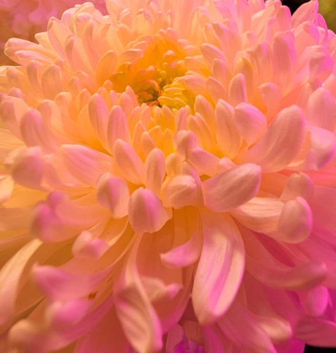 48 MP ultrawide for Pixel's best Macro Focus.
